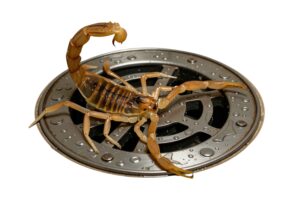 Scorpion on shower drain